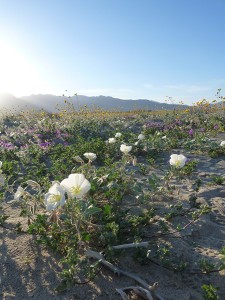 Flowers in Anza Borrego State Park, California