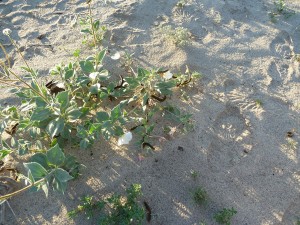 Flowers in Anza Borrego State Park, California