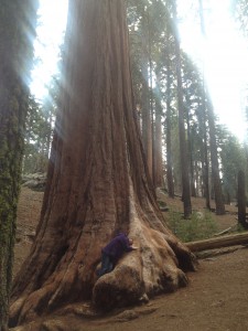 Grants Grove Sequoia National Park