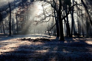 Each life is like a tree in the forest