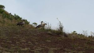Nene Birds on Haleakala, Maui