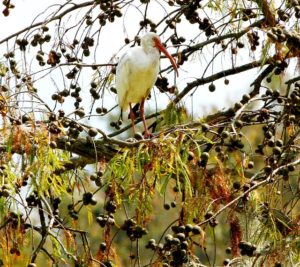 crane-60865_640